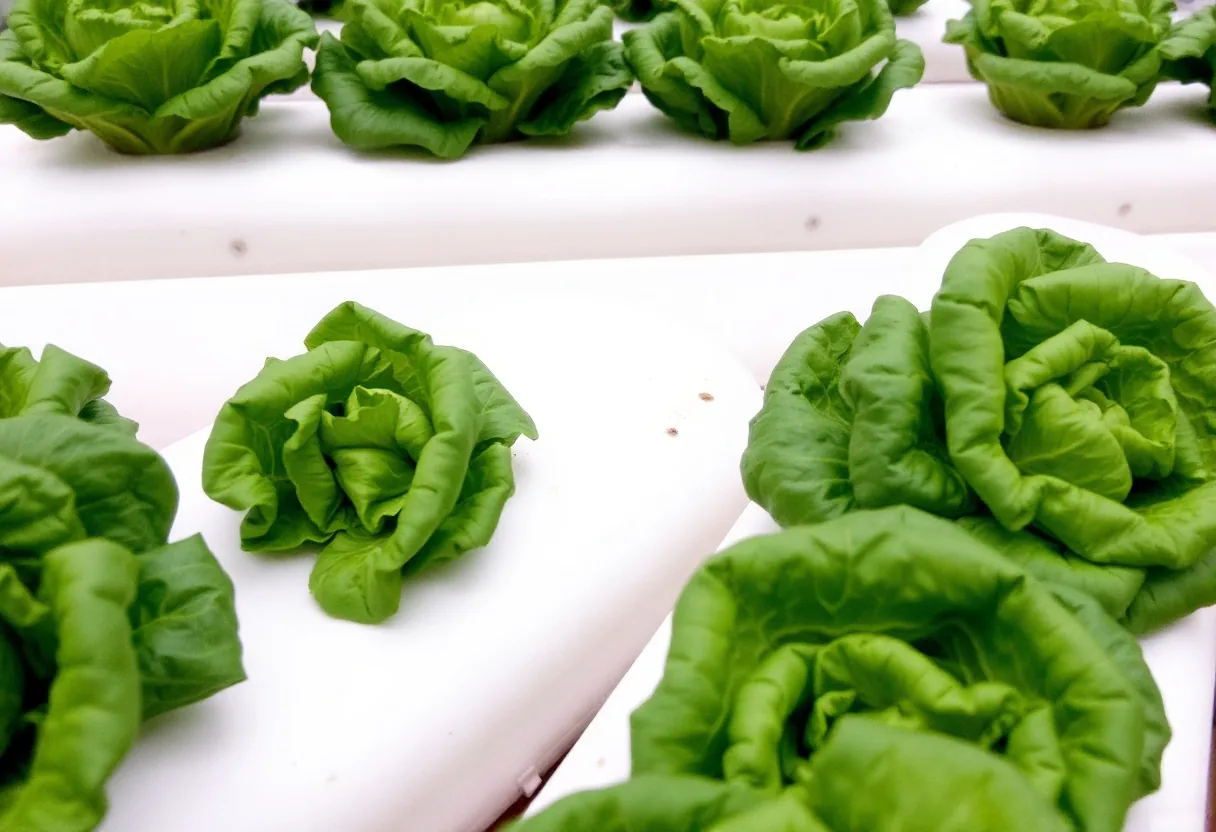 Cómo cultivar lechugas en un sistema hidropónico