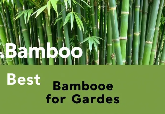 Variedades de bambú ideales para tu huerto Variedades de bambú ideales para tu huerto