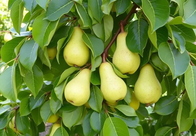 Consejos expertos para cultivar peras en casa 🍐 Consejos expertos para cultivar peras en casa 🍐