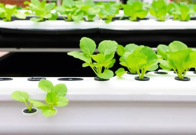 Consejos clave para huertos hidropónicos Consejos clave para huertos hidropónicos