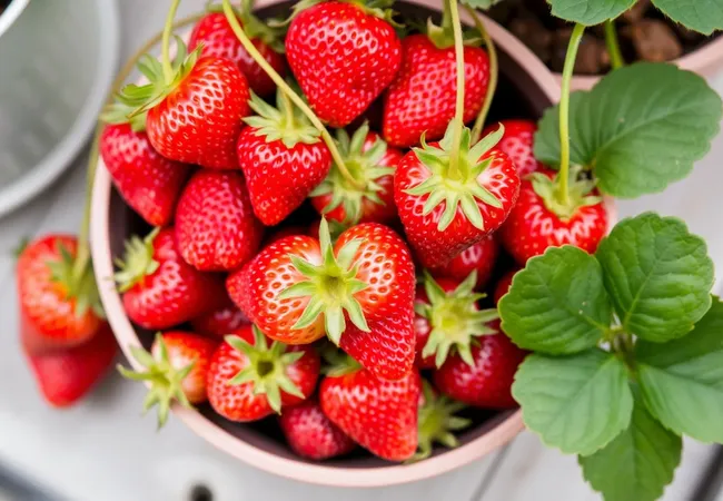 Consejos para plantar fresas en macetas Consejos para plantar fresas en macetas
