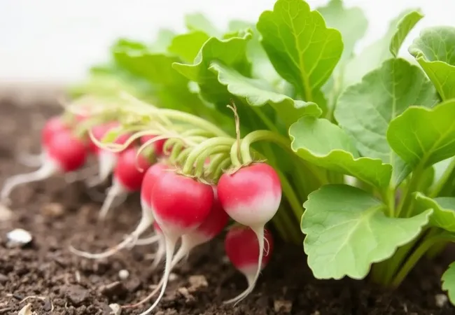 Guía completa para cultivar rábanos en espacios reducidos 🌱 Guía completa para cultivar rábanos en espacios reducidos 🌱