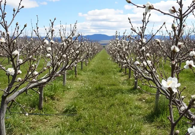 Consejos expertos para controlar malezas en huertos Consejos expertos para controlar malezas en huertos