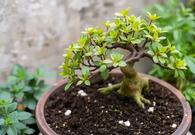 Consejos para fertilizar bonsáis de forma natural Consejos para fertilizar bonsáis de forma natural