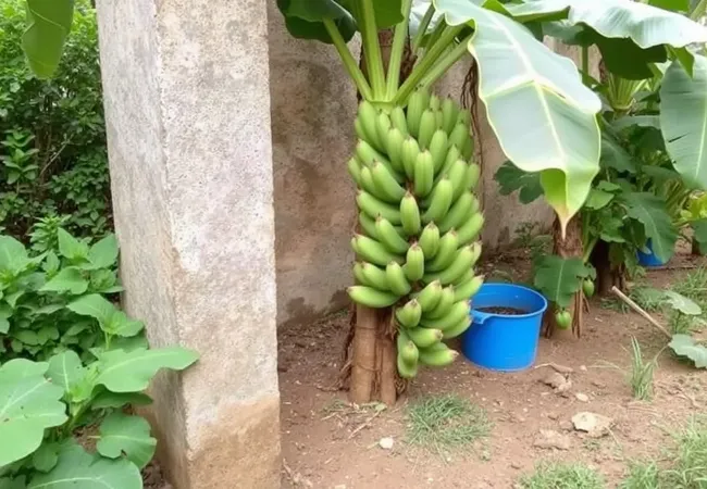 Consejos para cultivar plátanos en casa Consejos para cultivar plátanos en casa