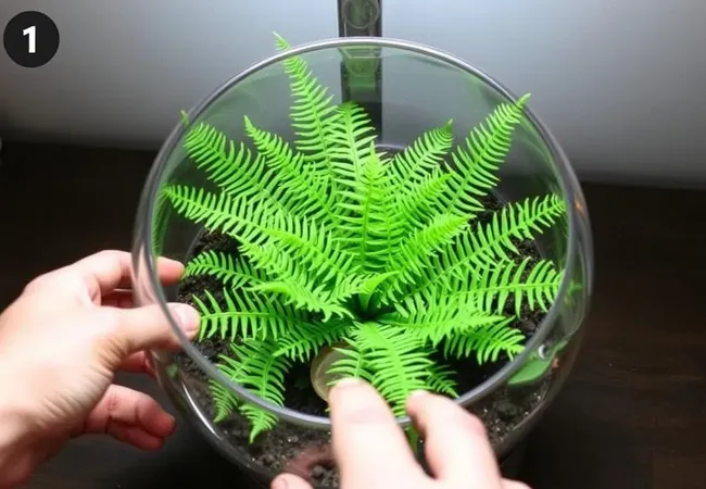 Terrario de helechos: guía paso a paso Terrario de helechos: guía paso a paso