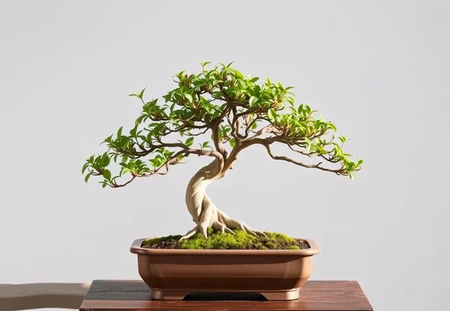 Consejos útiles para cuidar tu bonsái Consejos útiles para cuidar tu bonsái