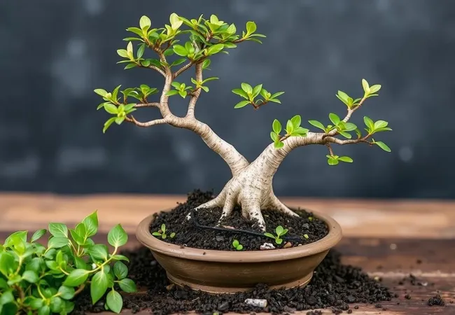 Guía experta para trasplantar bonsáis Guía experta para trasplantar bonsáis