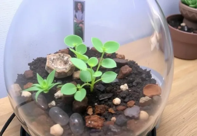 Consejos expertos para fertilizar terrarios Consejos expertos para fertilizar terrarios