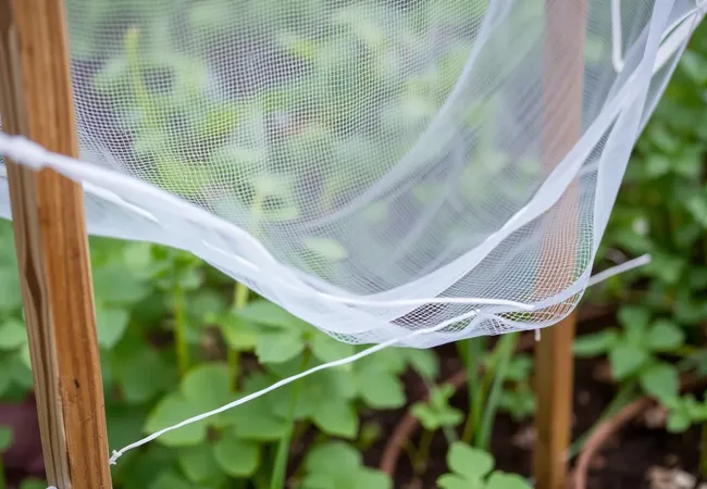 Protege tu huerto con mallas antiinsectos Protege tu huerto con mallas antiinsectos