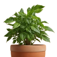 Dise os Creativos Para Huertos En Interiores Dise os Creativos Para Huertos En Interiores